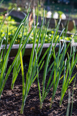 Community vegetable garden in the local park. Green onions growing in boxes.