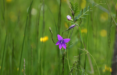 Purple field bells in the meadow in summer