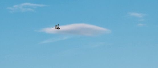 Small dragonfly flies against background of cloud in blue sky.