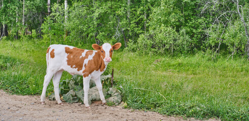 Portrait of cute brown and white bull calf looking at camera © IrinaK