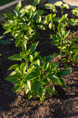 Green pepper plants growing in the garden boxes