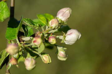 Apple tree flower close-up. Apple orchard in bloom. Beautiful pink and white apple tree flowers. Flowers and buds of apple tree on a blurred background. Malus domestica flower. 