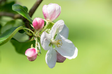 Fototapeta na wymiar Apple tree flower close-up. Apple orchard in bloom. Beautiful pink and white apple tree flowers. Flowers and buds of apple tree on a blurred background. Malus domestica flower. 