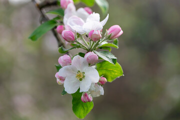 Apple tree flower close-up. Apple orchard in bloom. Beautiful pink and white apple tree flowers. Flowers and buds of apple tree on a blurred background. Malus domestica flower. 