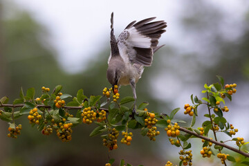 Bird Feeding on Tree
