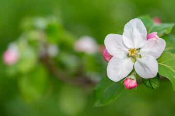 Apple tree flower close-up. Apple orchard in bloom. Beautiful pink and white apple tree flowers. Flowers and buds of apple tree on a blurred background. Malus domestica flower. 