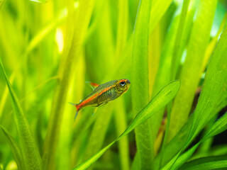 tetra growlight (Hemigrammus Erythrozonus) isolated in a fish tank with blurred background