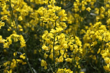Yellow rapeseed flowers in a field in spring