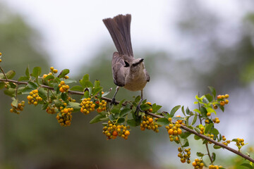 Bird standing on Branch