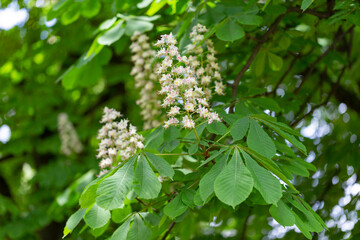 Aesculus hippocastanum, the horse chestnut is a species of flowering plant in the family Sapindaceae. Blossoming chestnut tree in spring. Aesculus hippocastanum. Aesculus hippocastanum blossoming tree - obrazy, fototapety, plakaty