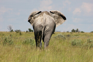 Obraz premium A Wild Botswana Elephant in the Okavango Delta,