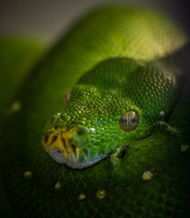 tree python resting among the branches, incredible wildlife