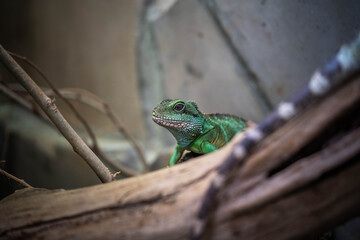 portrait of an incredibly beautiful colorful agama, incredible wildlife