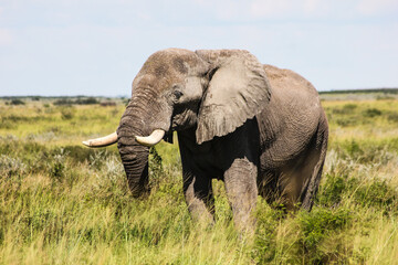 Naklejka na ściany i meble A Wild Botswana Elephant in the Okavango Delta,