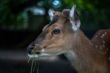 portrait of a beautiful gentle deer, incredible wildlife