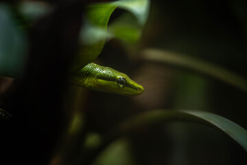 the green snake lurks in the branches, incredible wildlife