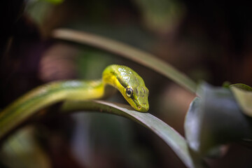 the green snake lurks in the branches, incredible wildlife