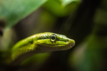 the green snake lurks in the branches, incredible wildlife