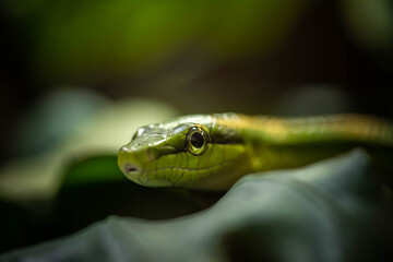 the green snake lurks in the branches, incredible wildlife