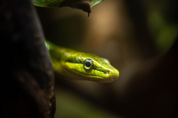 the green snake lurks in the branches, incredible wildlife