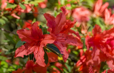 Fototapeten Azalee Bright red orange Rhododendron Hybrid Azalea. Beautiful colorful inflorescences of rhododendron in spring Arboretum Park Southern Cultures in Sirius (Adler). Nature wallpaper  © MarinoDenisenko
