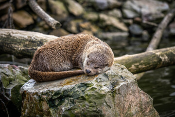 Fototapeta na wymiar cute otter sleeping on a stone, incredible wildlife