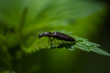 long beetle on a nettle leaf, incredible wildlife