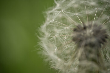 Fototapeta premium ripe tender dandelion, selective focus, incredible wildlife