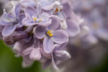 purple lilac blooms in the park, incredible wildlife