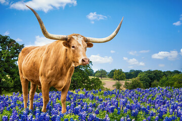 Texas Longhorn standing in the bluebonnets in spring pasture. Blue sky and white clouds with copy space. - obrazy, fototapety, plakaty