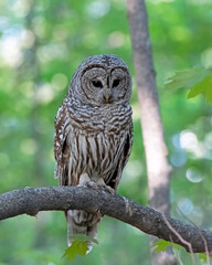 Portrait of a barred owl in the woods with a green nature background