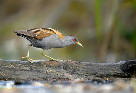 Little crake bird ( Porzana parva )