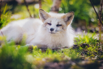 Fototapeta premium A fox resting among the greenery in early summer