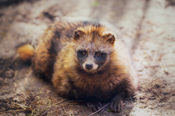 Raccoon dog close-up in the summer, lies on the ground and looks attentively