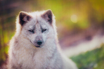 Arctic fox resting in the reserve in early summer