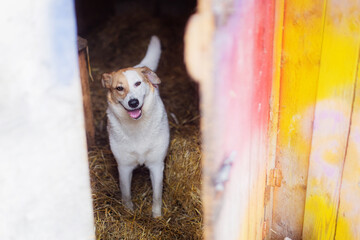 Cheerful dog in an aviary close up, portrait of a dog