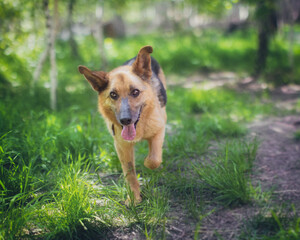 Cheerful dog runs to the camera in summer