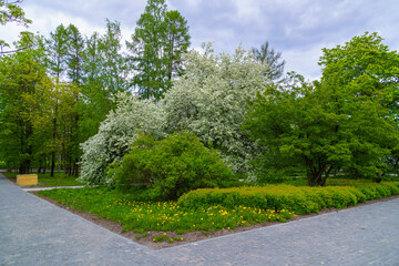 Fototapeta na wymiar Flowering apple trees in a city park in early summer