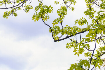 Bright and juicy background of foliage of tree branches and sky