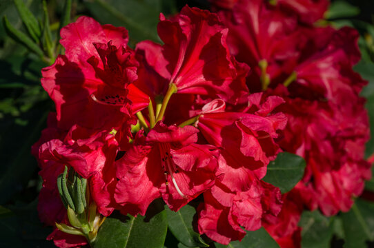 Bright red Rhododendron Azalea close-up. Luxury colorful inflorescences of rhododendron in spring Arboretum Park Southern Cultures in Sirius (Adler). Nature wallpaper, copy space