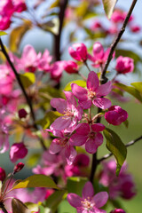 Obraz premium apple tree in bloom