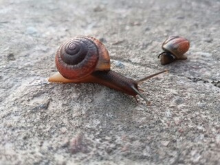 snail on a leaf