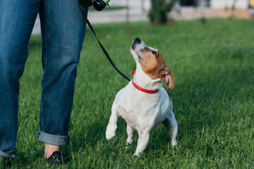 Jack Russel terrier dog outdoors