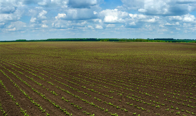 field with rows of sugar beet sprouts