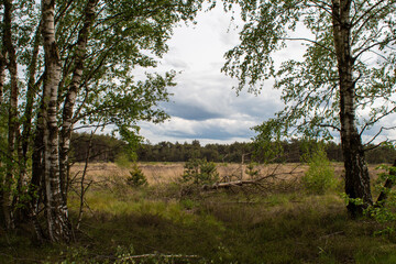 Trees and an open space scene in the park Weerterheide on 28 May 2021 Weert the Netherlands