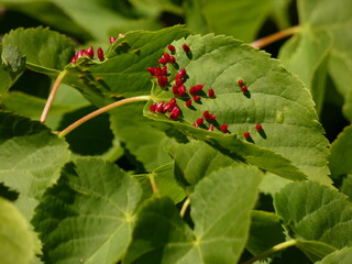 Lime nail gall (Eriophyes tiliae) - mature nail galls on lime leaves, Gdansk, Poland