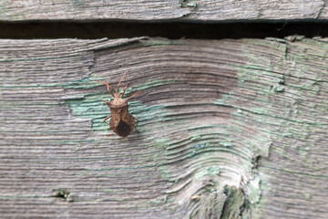 Brown marmorated stink bug on the board.