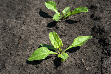 young shoots of sugar beet closeup