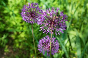 Purple Allium aflatunense flowers on a bright green blurred background.