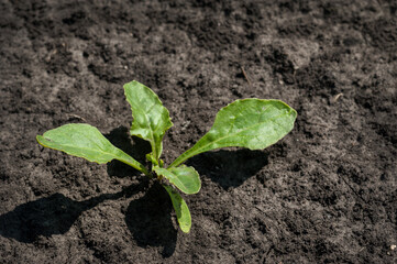 young shoots of sugar beet leaves closeup